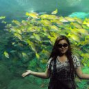 [ Cathy in San Diego ] 33. Cathy's Express Tour Part 3 - San Diego(Sea World, Safari Zoo 그리고 헤어짐) 이미지