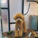 제이앤제이 그루밍 이미지