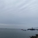 서천 마량리 동백나무 숲 | 🌿 자연과 역사가 어우러진 서천 여행 마량리 동백나무숲 힐링 산책 후기🌺