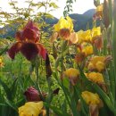 꽃뜨락단양민박 이미지