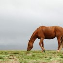 튼튼목장 이미지