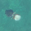 푸른바다 이미지