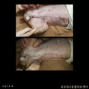 파주365동물의료센터 이미지