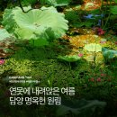명옥헌정원1(주차장) | 전남 담양 가볼만한곳 배롱나무 명소 명옥헌 원림 개화 상황