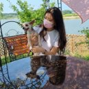 애견펜션 돌봄 이미지