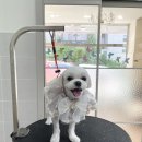 와니살롱 이미지