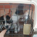 캡틴 켄넬 이미지