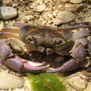 게[蟹], 내황후(內黃侯) 게를 읊다(詠蟹) 한시(漢詩)편 이미지