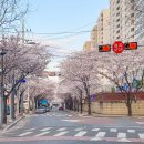 사월보성2차 버스정류장 옆 | 대구벚꽃 시지벚꽃명소 시지보성타운 2차, 아눅사월, 커피파리스 벚꽃뷰카페