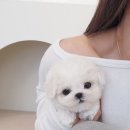 켄넬203 말티푸분양, 미니비숑분양 이미지