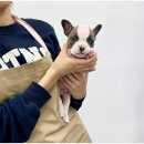 강아지분양 마이댕냥 일산점 이미지