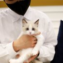 수원고양이분양 고사남 본점 이미지