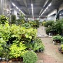 장안꽃시장 이미지