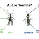 요즘 날개 달린 개미 많이 나와요... 날개달린 수개미 vs 터마이트 구분 방법 이미지