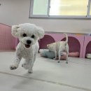 댕댕가르텐 강아지애견유치원호텔 이미지