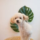 나보다 예쁘개 이미지