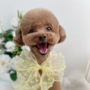 단비네 애견미용 이미지