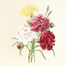 GS25사파법무점 | 어버이날 선물 추천 50대부터 70대까지