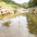 소나무세상 이미지