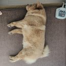 콜렌육십도 이미지