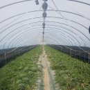 해평농협도개지점 이미지