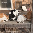 고양이 목욕탕 브런치