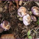 글쿠버섯등버섯종류 이미지