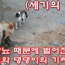 노상방뇨 때문에 벌어진 냐옹이와 댕댕이의 기싸움A cat-and-dog fight over urination on the street 이미지