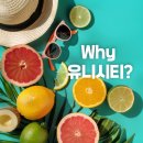 유니시티코리아(7) | 유니시티와 타 네트워크 회사의 차별점과 강점(식이섬유 대표 브랜드)