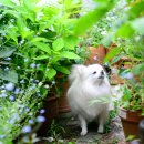 오월의 정원 이미지