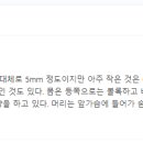 레이디벅스