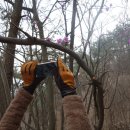 매화마을1 이미지