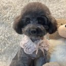 24시 위드힐동물메디컬센터 이미지