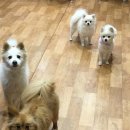 나밍밍 강아지네 이미지