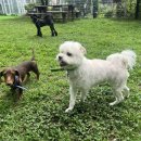 몽이애견 이미지