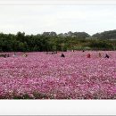 고촌농로 이미지