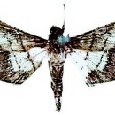 검은들로 이미지