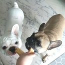 최정언산양목장 이미지