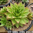 바보다육 네이버블로그