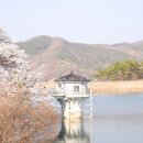 2023년 완주 벚꽃 명소 다 가본 후기 :: 송광사 / 대아수목원 / 봉동 장기 삼거리 / 삼례 비비정 만경강...