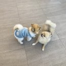 래온동물병원 이미지