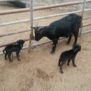 이산흑염소 이미지