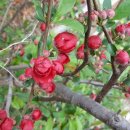 풀빛향기 이미지