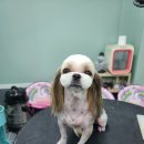 배츄네펫살롱 이미지