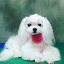 이츠펫(진천점) 네이버블로그