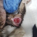 한수동물병원 이미지