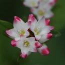 군대폭력 트라우마. 미군도 윤 일병 사례가 있을까? 우리 軍이 우리다 이미지