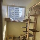 고양이 이발관 | 부천 무마취 고양이이발관 스트레스 없는 미용 관리 고양이호텔