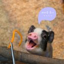 강서구-38 | [부산 강서] 6세 아이랑 라라쥬 동물원 명지점 찐 후기, 주말 나들이 성공!