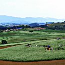 밀밭농장 이미지